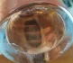 Christian Dior La Collection Privee Sakura pic-169633