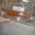 Christian Dior Miss Dior Absolutely Blooming pic-185281
