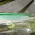 Comme des Garcons Green Play pic-84004