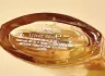 Elizabeth Arden Green Tea Nectarine Blossom pic-151802