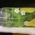 Elizabeth Arden Green Tea Pear Blossom pic-269876