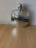 Giorgio Armani Acqua di Gioia Essenza pic-153700
