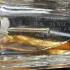 Givenchy Dahlia Divin