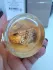 Guerlain Aqua Allegoria Forte Mandarine Basilic pic-185466