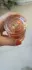 Guerlain Aqua Allegoria Forte Rosa Rossa pic-198444