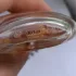 Guerlain Mahora pic-212291