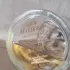 Guerlain Aqua Allegoria Figue Iris