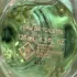 Guerlain Aqua Allegoria Rosa Verde