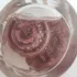 Guerlain Aqua Allegoria Granada Salvia pic-349712