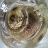 Guerlain Aqua Allegoria Herba Fresca pic-41292