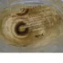 Guerlain Chant d`Aromes