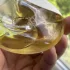 Issey Miyake A Drop d`Issey pic-374064