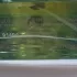 Lolita Lempicka Green Lover pic-173303