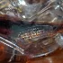 Lolita Lempicka Si Lolita pic-41146