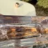 Hugo Boss Alive Eau de Toilette pic-193334
