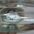 Hugo Boss Woman Eau de Parfum