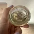 Gres Cabotine Gold