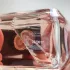 Prada Paradoxe