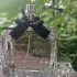 Yves Saint Laurent Mon Paris