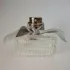 Chloe Eau de Parfum Naturelle
