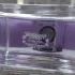 Salvatore Ferragamo Signorina Eau de Toilette