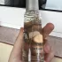Sisley Eau De Campagne pic-96700