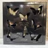 Lalique Encre Noire Pour Elle pic-115157