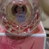 Roberto Cavalli Florence Blossom pic-374277