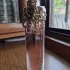 Thierry Mugler Womanity