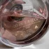 Acqua di Parma Peonia Nobile pic-2600
