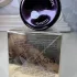 Montale Dark Purple