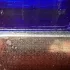 Escentric Molecules Boudicca Wode pic-63754