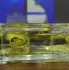 Escentric Molecules Molecule 01 + Iris