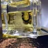 Roja Dove Taif Aoud pic-104286