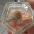 Vince Camuto Fiori