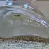 Reyane Tradition Insurrection Pure II pic-129217