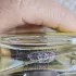 Naomi Goodsir Iris Cendre