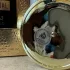 Lattafa Perfumes Confidential Private Gold