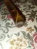 Sister`s Aroma 37 pic-217069