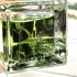 Gleam Perfume Camporella
