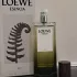 Loewe Esencia Elixir