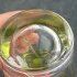 Penhaligon`s Lily of the Valley