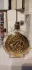 Boadicea the Victorious Aurica pic-175367