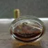 Boucheron Trouble pic-205531