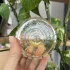 Vilhelm Parfumerie Don`t Tell Jasmine pic-403588