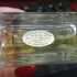 Fragrance World Essencia 01 pic-100584