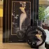 Haute Fragrance Company Devil`s Intrigue