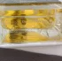 Memo Honey Dragon pic-226576