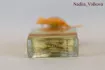 Rance 1795 Secrete Euphorie pic-42614