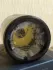 Phaedon Oriental Mint pic-147363